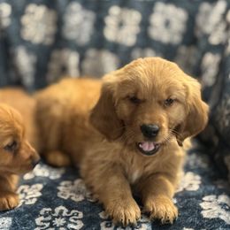 Lemon - Dark golden female Golden Retriever puppy in Payette, Idaho from Stonewick Retrievers