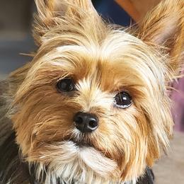 Yorkshire Terrier Puppies from GRIFFEY'S SPA AND KENNEL