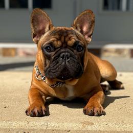 OLIVIYA GORDOST NATALI - Fawn female French Bulldog puppy in Arkadelphia, Arkansas from Fralala Frenchies