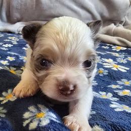 Magel - Merle male Chihuahua puppy in Amity, Pennsylvania from Baxters Chihuahuas