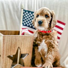Lewis - Red  male Goldendoodle puppy in Meridian, Idaho from Table Rock Legacy Doodles