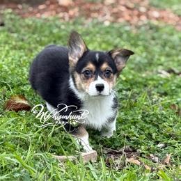 TC 1,500 - Black and tan male Pembroke Welsh Corgi puppy in Nashville, Arkansas from Whisenhunt Farms