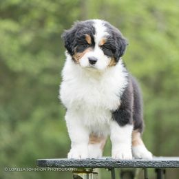 Australian Shepherd and German Shepherd Puppies from Trademark Kennels