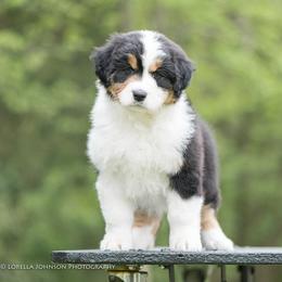 Australian Shepherd and German Shepherd Puppies from Trademark Kennels