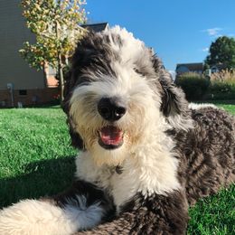 Sadie - Sheepadoodle