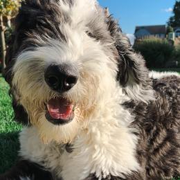 Sadie - Sheepadoodle