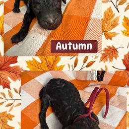 Fifth Pick AKC Standard Poodle 1,605 - Black female Poodle puppy in Conway, Arkansas from Arkansas River Poodles