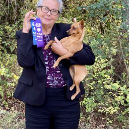 Miniature Pinscher All Grown Up from Peacock Miniature Pinschers