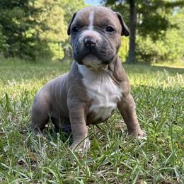 Austin - Blue fawn male American Staffordshire Terrier puppy in Marietta, Georgia from Ambition Amstaffs