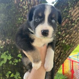 Boy 5 - Black tri-color male Australian Shepherd puppy in Lakeland, Florida from Infinite Aussies