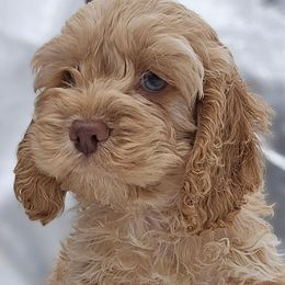 Cookie - Buff Male Cockapoo, Ready before the holidays - Buff male Cockapoo puppy in Ocean Township, New Jersey from Teddy Bear Cockapoos