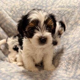 Monty (Boy 2) - Black tan and white male Biewer Terrier puppy in El Paso, Texas from De La Rosa Biewers