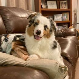 Australian Shepherd Puppies from Mullis Australian Shepherd
