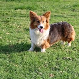 Pembroke Welsh Corgi puppies from Corgis in Paradise