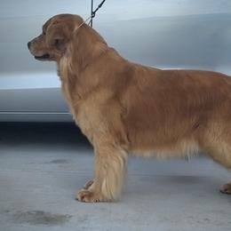 Shane - Golden Retriever