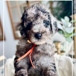 PENELOPE - Merle female Goldendoodle puppy in Houston, Texas from Pia’s Doodle Poodle Wag