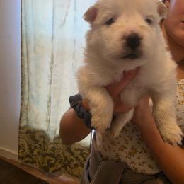 Juno - White female American Eskimo Dog puppy in Grants Pass, Oregon from SnH Eskies