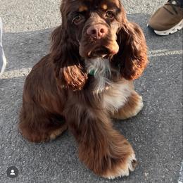 Moose - Cocker Spaniel