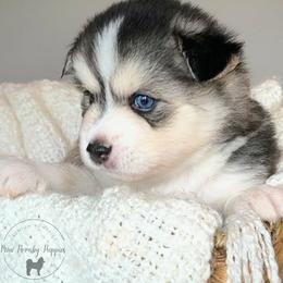 Domino - Wolf sable male Pomsky puppy in Menahga, Minnesota from Mini Pomsky Puppies