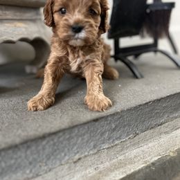 Atlas - Red male Cavapoo puppy in Strasburg, Pennsylvania from Still Water Puppies