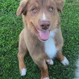 Jennings - Red tri-color male Australian Shepherd puppy in Oak Ridge, Missouri from Myers Farm Aussies