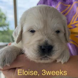 TBD - Light golden female Golden Retriever puppy in Osceola, Iowa from Healing Hearts Therapy Goldens