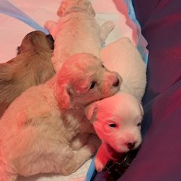 Maltipoo Puppies from JJR Doggie World LLC