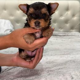 Jean - Black and tan female Yorkshire Terrier puppy in Pembroke Pines, Florida from Sunshine Parti Yorkies