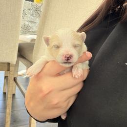 White A - White female Pomeranian puppy in Cheektowaga, New York from Luxe Legacy Pomeranians