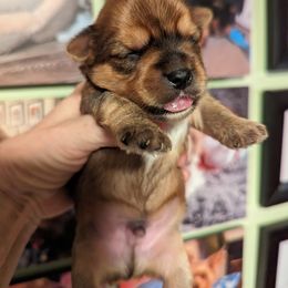 Yorkshire Terrier Puppies from Yadkinyorkies&Morkies