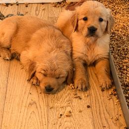 AKC boy 2 - Golden male Golden Retriever puppy in Joshua, Texas from 3 Gun Retrievers