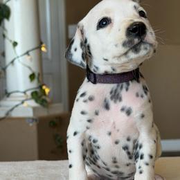 Female 3 - White and liver brown female Dalmatian puppy in Lake Mathews, California from Bully Market