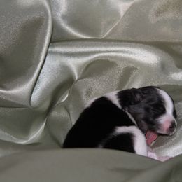 Pomeranian Puppies from Textilepoms