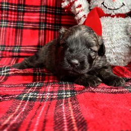 Girl 2 Teal - Brindle female Bouvier des Flandres puppy in Ashtabula, Ohio from Beulah Bouviers and Havanese