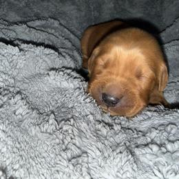 Lime Green Girl - Golden female Golden Retriever puppy in Rockwell, North Carolina from KnL Golden Acres