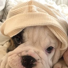 Bulldogs from Adora Bulldogs