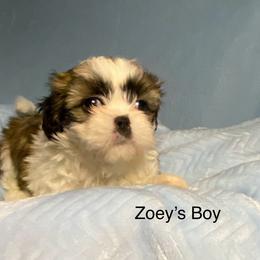 Zoe boy - Brindle and white male Shih Tzu puppy in Zeigler, Illinois from Dandy Little  Shih Tzu, Shih Poo's and Toy Poodles