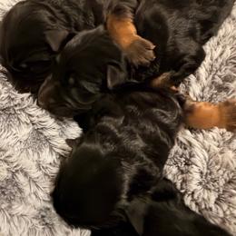 Boy 1 - Black and red male German Shepherd puppy in Watervliet, Michigan from Von Kingsburg Shepherds