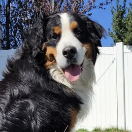Bernese Mountain Dogs and Cavalier King Charles Spaniels from Premium Puppies