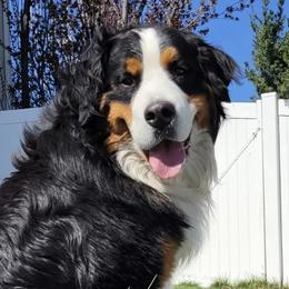 Bernese Mountain Dogs and Cavalier King Charles Spaniels from Premium Puppies