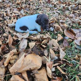 Sweetest 3 - Liver and white female German Shorthaired Pointer puppy in Troy, North Carolina from Uwharrie GSP