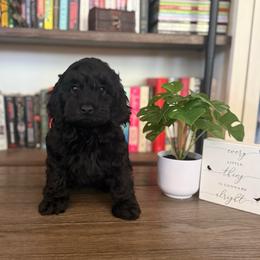 Lyra - Black female Cavapoo puppy in Sun City, Arizona from AZ Cavapoos