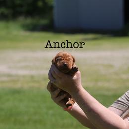 Anchor - Yellow male Labrador Retriever puppy in South Lyon, Michigan from Matoskah Meadows Labradors
