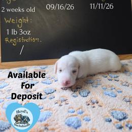 Lou - Piebald male Dachshund puppy in Hoquiam, Washington from Heyd's Mini Dachshunds