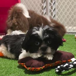 Girl Two purple collar - Black and white female Shih Tzu puppy in New Bern, North Carolina from Kuddly Creatures