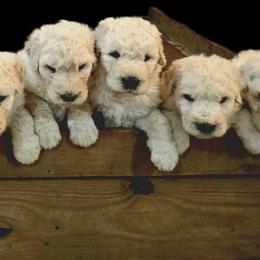 Komondor puppies from Christmas Komondors