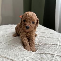 Poodle Puppies from Bruno & Co. Puppies