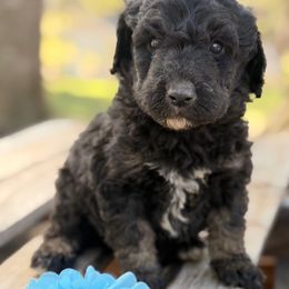 Cookie - Phantom male Poodle puppy in Poplarville, Mississippi from Southern Belle Poodles