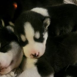 Siberian Huskies from Michelle Gonzales