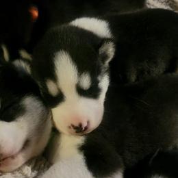 Siberian Huskies from Michelle Gonzales